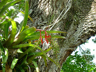 Vase bromeliad, cardo hembra (pineapple family) - June - Marie Selby  Botanical Gardens