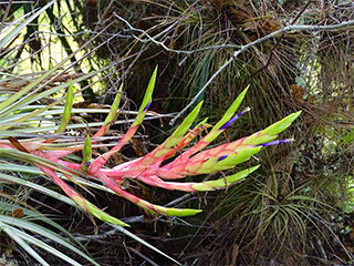What's in Bloom: Cardinal Air Plant - February - Marie Selby