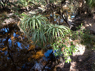 Giant Air Plant or Giant Wild Pine (pineapple family) - April - Marie Selby  Botanical Gardens