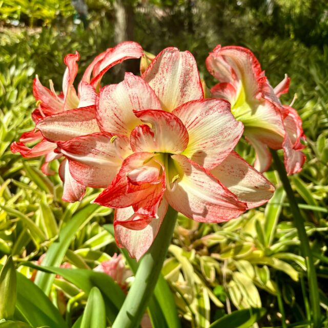 Botanical Spotlight: Red Silk Cotton Trees - March - Marie Selby Botanical  Gardens