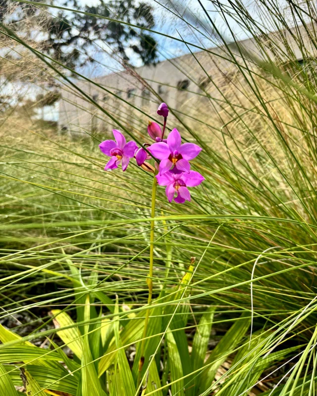 Look up, look down! Orchids are blooming all around! This Phillipine ground orchid (Spathoglottis plicata) was spotted in front of The Garden Shop at our Downtown Sarasota campus!