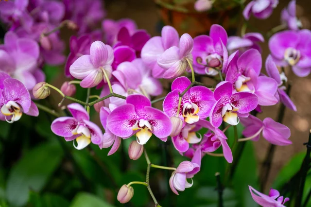 💐 Happy Mother’s Day from Selby Gardens! Treat mom to a relaxing day in nature at our bayfront sanctuaries! 
 
📍  Downtown Sarasota campus: “George Harrison: A Gardener’s Life” - And be sure to stop by @thegreenorchidsrq for a festive garden-to-plate brunch or lunch (Walk-ins only, no reservations.) 
📍  Historic Spanish Point campus: “Patti Smith: A Book of Days” 
 
Visit selby.org to learn more!