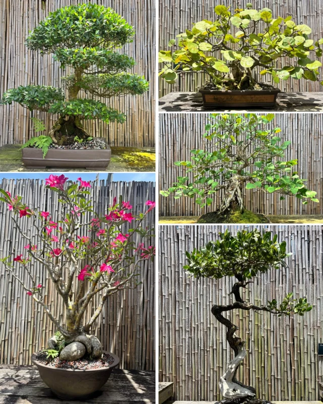 Today is World Bonsai Day! Bonsai is the Japanese art of growing and shaping miniature trees in containers, a pleasant exercise of effort and ingenuity. Selby Gardens’ Volunteer Richard Dietrich has been taking care of our Bonsai Garden for more than 15 years! 
 
Selby Gardens is always looking for volunteers, especially in horticulture! If you’re looking for a rewarding opportunity (and don’t mind getting your hands a little dirty 🪴), please reach out to volunteers@selby.org!