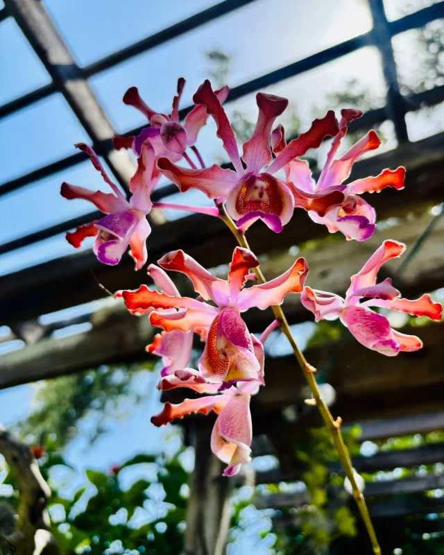 Look up!! This Myrmecophila brysiana orchid is pretty in pink! 💖  Spotted outside of the Tropical Conservatory at our Downtown Sarasota campus!