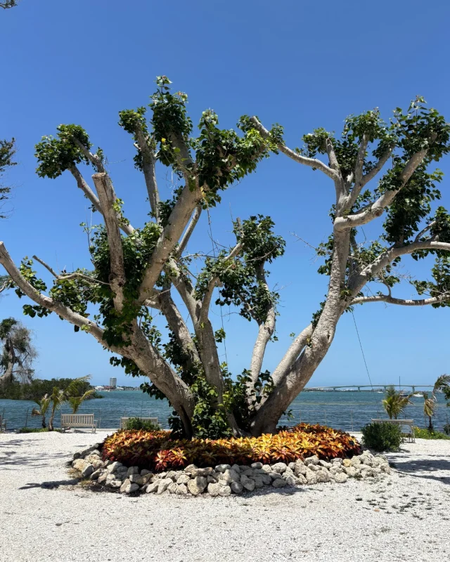 Nature is resilient! 🌱 The Bo Tree (Ficus religiosa) at the south point of our Downtown Sarasota campus faced some hardship during hurricane season. Thanks to the herculean effort and care from our horticulture team, this lovely specimen was able to re-root and flourish, continuing to sprout new leaves and branches every day! A true testament to the power of plants!
