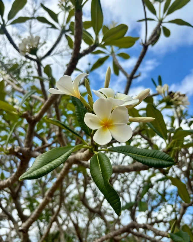 🌼 Now blooming: Plumeria obtusa. You can see (and smell!!) this fragrant flower in the Desert Garden of our Downtown Sarasota campus!