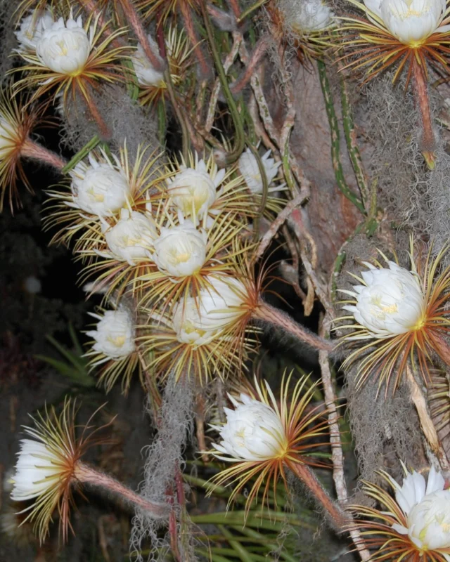 It’s that time of the year again! We are keeping an eye on our Queen of the Night (Selenicereus grandiflorus) at our Downtown Sarasota campus. And that means – a one-night-only bloom party! We’ll keep you posted on the date and time; just remember to bring your own lawn chair! Food and beverages will be available for purchase! 
 
If you can’t make the in-person celebration at our Downtown Sarasota campus, we’ll be live-streaming the event on our Facebook page! More details to come via our enewsletter, social media, and selby.org!