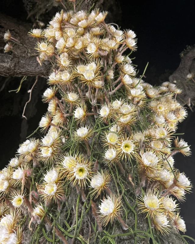 ✨ Queen of the Night is blooming TONIGHT, Thursday, June 5 – for one night only! Join us at our Downtown Sarasota campus for a bloom-viewing party from 7 p.m. to 11 p.m. Food and beverages will be available for purchase from the Michael's on East Food Truck, but please bring your own lawn chair and bug spray! 
 
Can’t make the in-person soiree? We’ll be streaming a portion of tonight’s bloom on Facebook Live beginning at 8 p.m.! ✨