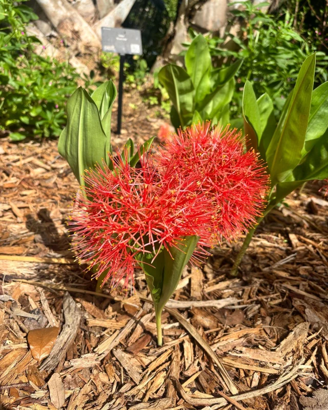 Blood lilies are popping up at our Downtown Sarasota campus! Don’t let their name fool you. With their bright red pom-pom blooms, we think this flower is more party than peril. ❤️