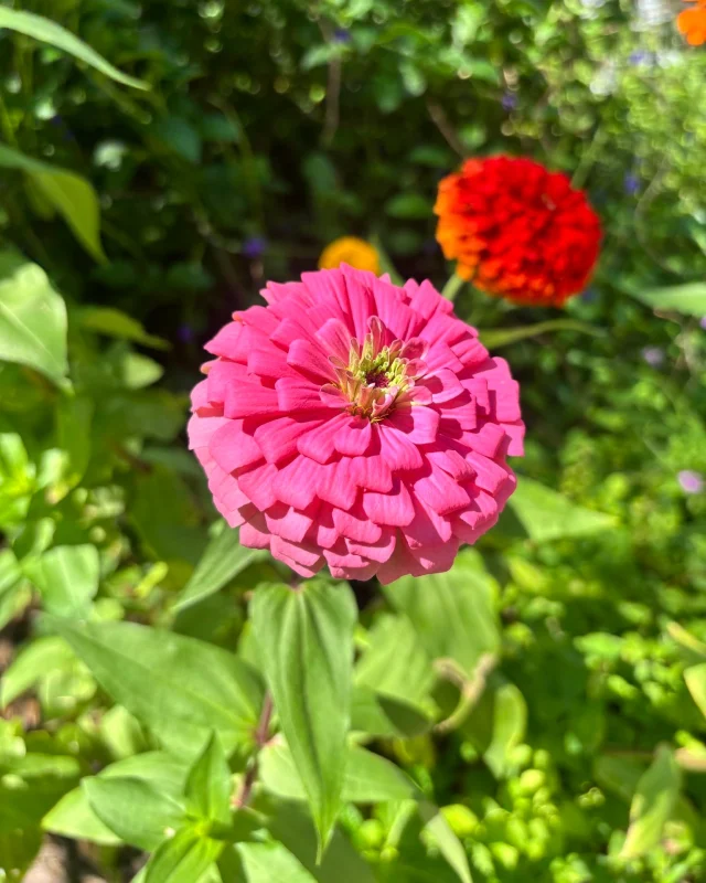 Zinnias provide the perfect pop of color for any garden! See these in bloom in the butterfly garden at our Downtown Sarasota campus!