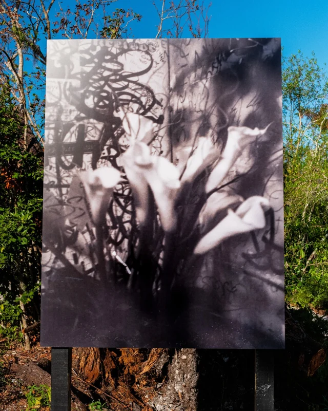 Our Historic Spanish Point campus exhibition “Patti Smith: A Book of Days” is on view now! The exhibition features large prints of Smith’s photographs outdoors, bringing them into dialogue with nature, which has long been a source of inspiration for the legendary artist. Visit selby.org to learn more.