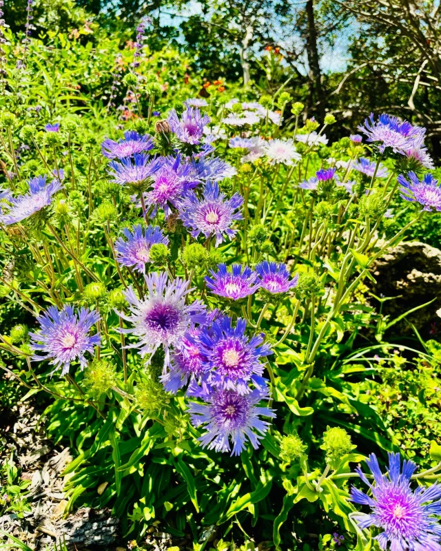 We 💜 the colors of summer!