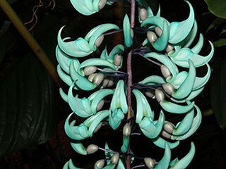 care for philodendron selloum Philodendron Selloum – Thorn & Petal Florist main image 0