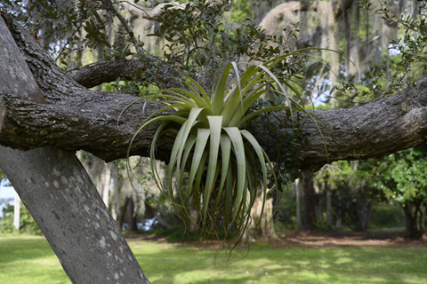Tilly Tally Two: Revisiting Our Local Tillandsias - Marie Selby Botanical  Gardens